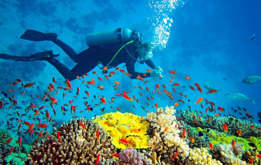 Snorkeling - Sri Lanka