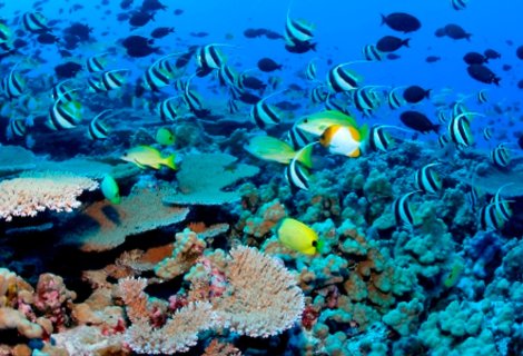Diving - Sri Lanka