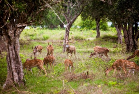 Deer